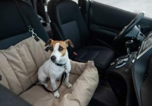 Nowe przepisy dla podróżujących z psem i kotem po UE