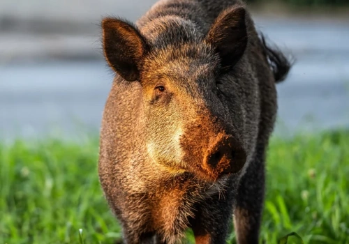 Zamiast strzelać do dzików, posadzili kwiaty. Zwierzęta omijają je z daleka