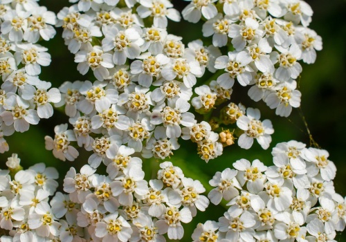 Ogród kwitnie non stop aż do jesieni. Wystarczyło posadzić specjalne rośliny