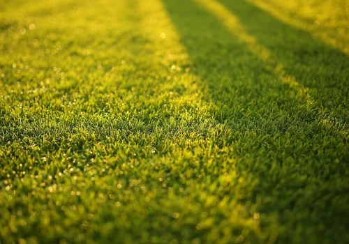 Wsypałam 3 łyżki i mech zniknął. Dopiero potem zrozumiałam dlaczego