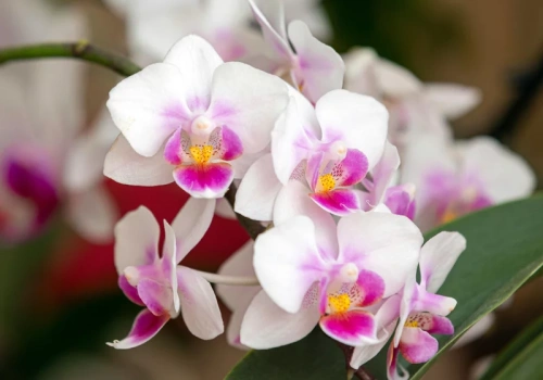 Dwie łyżeczki i storczyk ruszył z miejsca. Tak pobudzam go do kwitnienia