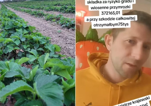 Ubezpieczenie truskawek od przymrozków i gradu? Proponowana składka zwala z nóg