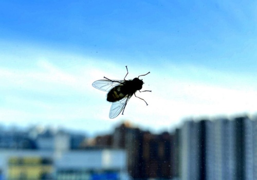 Pryskam przy oknie i mam spokój na cały dzień. Muchy omijają mój dom szerokim łukiem