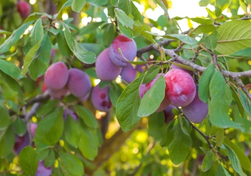 Wlałam 2 litry pod drzewko i zobaczyłam różnicę. Domowy miks ogrodniczki z Południowej Ameryki