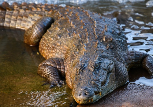 Krokodyl włamał się do hotelu w kurorcie. Usiadł na ladzie w bufecie