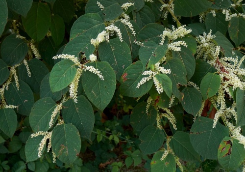 Tej rośliny lepiej nie mieć w ogrodzie. Nawet milion złotych kary, w skrajnych przypadkach więzienie