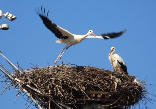 Blaski i cienie bocianiego życia | WIDEO