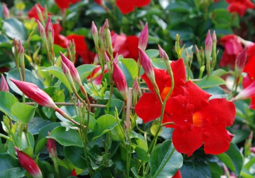 Przyciąga wzrok i długo kwitnie. Ten balkonowy hit wypiera pelargonie