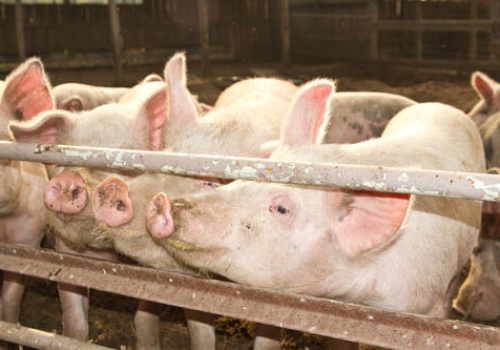 Czy zostaną wprowadzone minimalne odległości ferm od domów i obiektów społecznych? Czy powstaną realne normy odorowe?