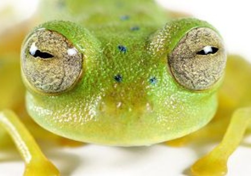 Nieznany nauce gatunek. Ma przezroczystą skórę