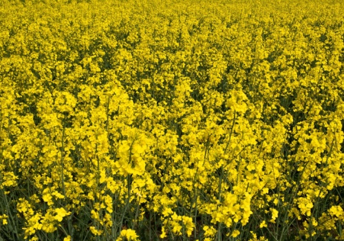 Skażony nawóz zniszczył rzepak. Rolnik po długim procesie wywalczył ponad 300 tys. zł odszkodowania