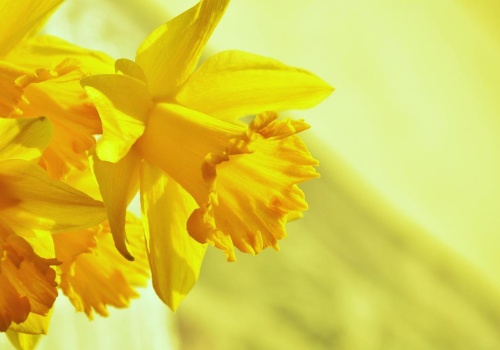 Rzeszów zakwitnie na żółto. Nadchodzi finał VI edycji akcji „Pola Nadziei”