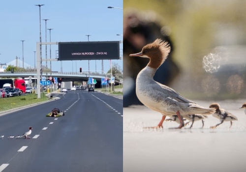 Warszawa: pierwsza w sezonie rodzina nurogęsi bezpiecznie dotarła nad Wisłę