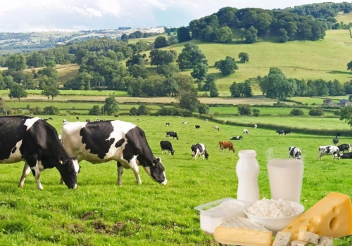 Masło mocno tanieje. Ceny mleka znów spadają na świecie