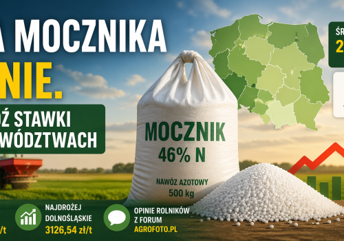 Cena mocznika rośnie. Sprawdź najnowsze stawki w województwach