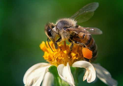 Pszczelarze obawiają się, że rząd będzie chciał ograniczyć możliwość prowadzenia pasiek