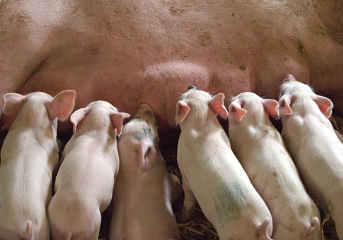 Czy czeka nas rewolucja na światowym rynku trzody chlewnej?