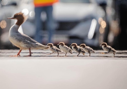 Nurogęsi bezpiecznie dotarły z Łazienek Królewskich do Wisły. Wolontariusze i służby czuwały nad nimi