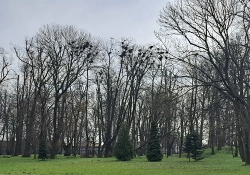 Gawrony zniknęły z Mysłowic. Wyniki inwentaryzacji RDOŚ