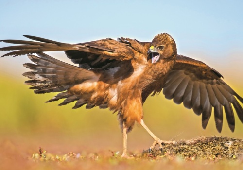 Ten ptak to urodzony zabójca. Ale gniazda buduje na ziemi