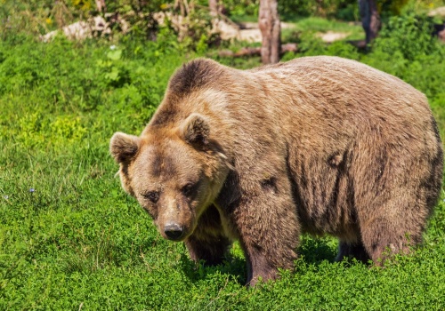 Tragedia w Płonnej. Niedźwiedź zaatakował 58-letnią kobietę