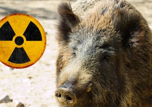 Radioaktywne dziki w Niemczech, 40 lat po Czarnobylu. „Ich mięso jest zatrute”