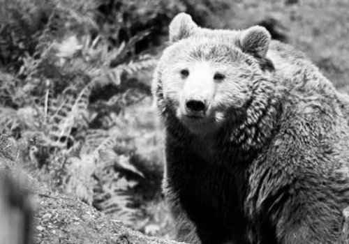 Dramat w Płonnej. Nie żyje kobieta zaatakowana przez niedźwiedzia!