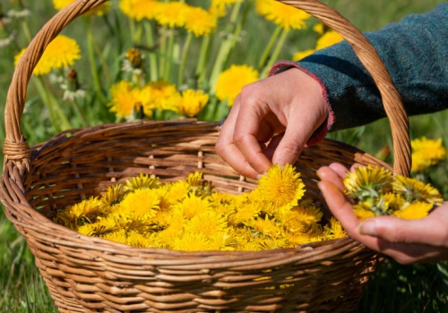 „Wątrobowy” skarb z łąki. Zapobiega stłuszczeniu i marskości