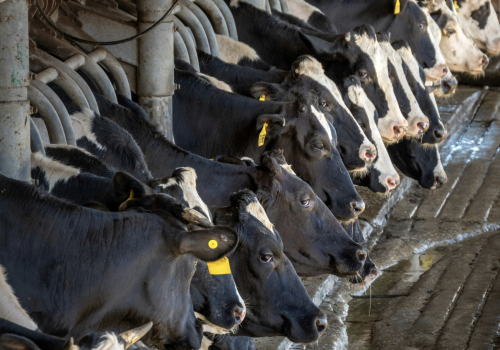 Mleko tanieje, ale nie wszędzie. Jakie ceny mleka w marcu wg. GUS?