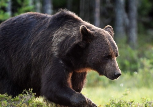 Nie żyje 58-latka. Syn twierdzi, że zaatakował ją niedźwiedź