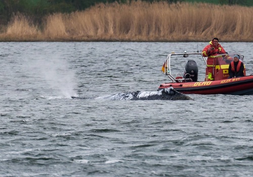 Humbak Timmy czeka na barkę i kanał. Rosną kontrowersje wokół akcji