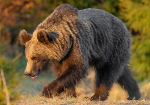 Atak niedźwiedzia. Nie żyje 58-letnia kobieta