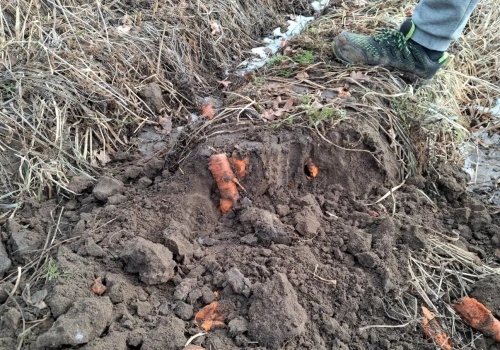 500 ton gnije, bo kontrakt zerwany. Rolnicy liczą straty, UOKiK odpowiada