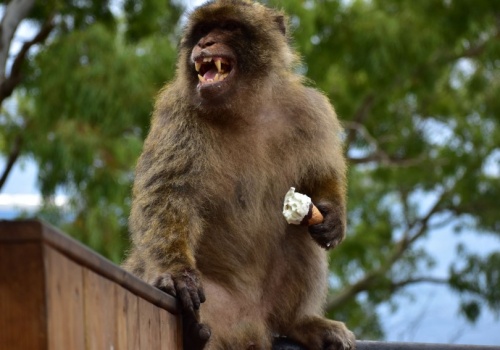 Małpy na Gibraltarze jedzą ziemię. Tak sobie radzą ze śmieciowym ludzkim pożywieniem?