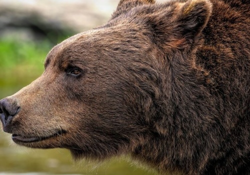 Atak niedźwiedzia na Podkarpaciu – śmierć kobiety w powiecie sanockim