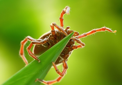 W tych częściach ogrodu najczęściej czają się kleszcze. Lepiej na nie uważaj