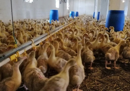 Grypa ptaków 2026 eskaluje. GIW reaguje i dodatkowo likwiduje zdrowe ptaki