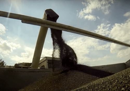 Rzepak najdroższy od roku. Geopolityka podsyca trend wzrostowy