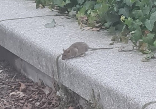 „Takie potwory, wypasione dobrze”. Plaga szczurów na osiedlu Budowlanych w Chojnicach