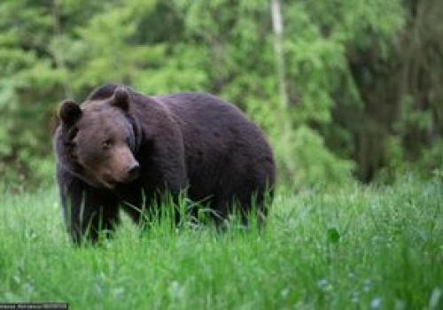 Śmiertelny atak niedźwiedzia. Ekspert wskazuje powód