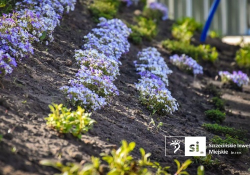 Nowa zieleń na Placu Orła Białego