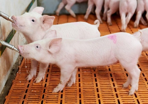 Dania: W cennikach za warchlaki status quo utrzymane