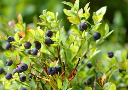 Klimat nie sprzyja borówkom czarnym. Dlaczego będzie ich coraz mniej?