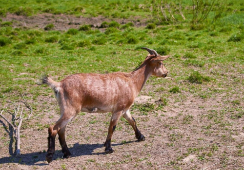 Nachodźca gwałcił francuskie kozy. Został zatrzymany