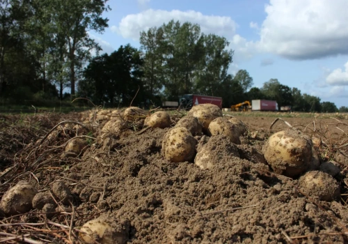 Czy ziemniaki na własny użytek trzeba zgłaszać do PIORiN?