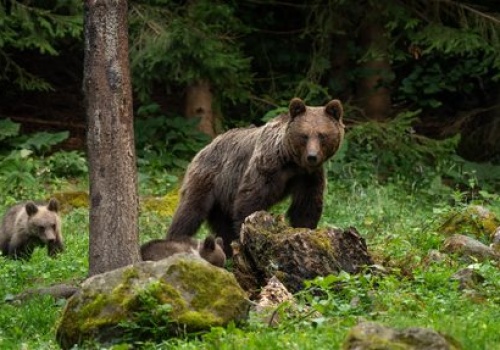 Śmiertelny atak niedźwiedzia w Bieszczadach