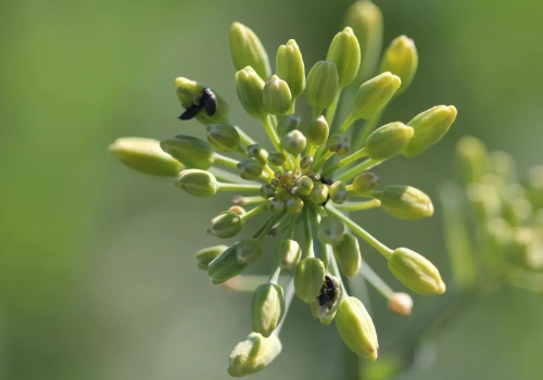 Czy jeszcze pryskać na słodyszka? W rzepaku to wciąż może mieć sens