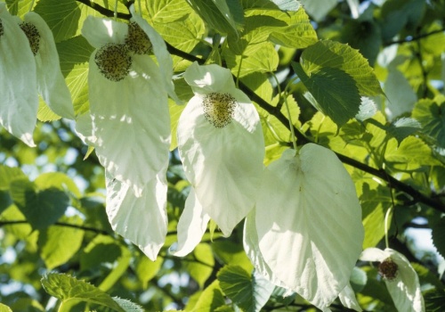 Posadź drzewo chusteczkowe w ogrodzie. Będziesz płakać z zachwytu