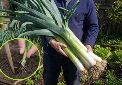 Pory będą 2x dłuższe i grubsze! Zastosuj ten trik podczas sadzenia