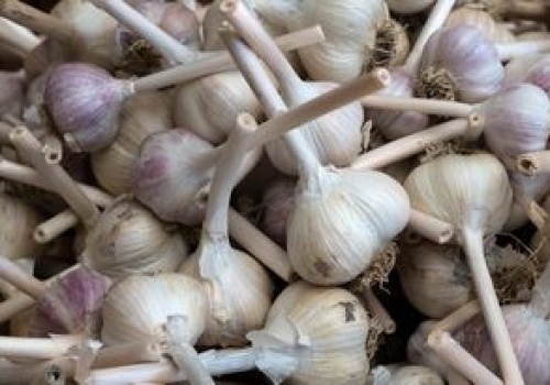 Czosnek traci swoje właściwości przez jeden prosty błąd. Popełniamy go niemal wszyscy